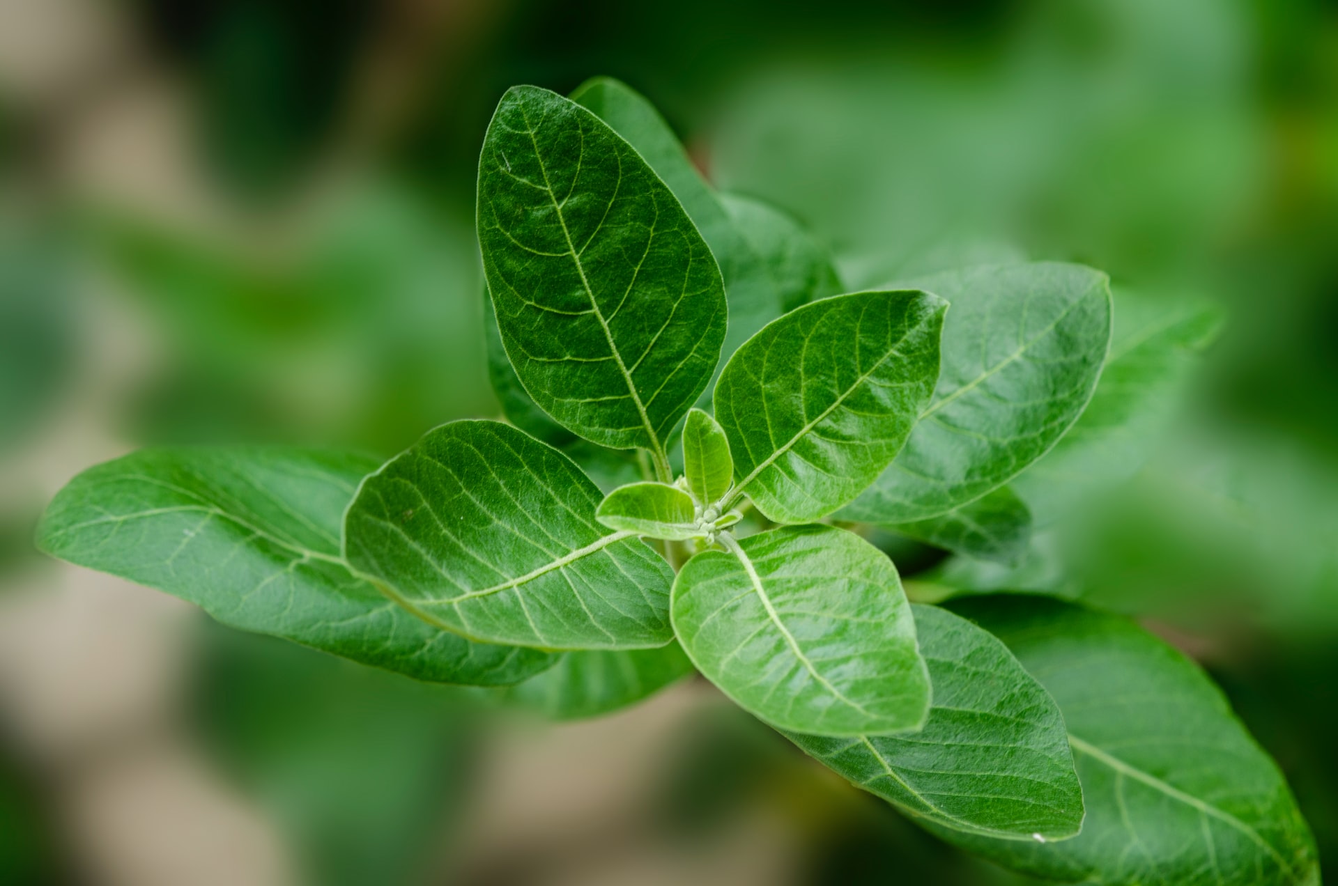 Ashwagandha: vad du behöver veta om denna fantastiska, uråldriga växt